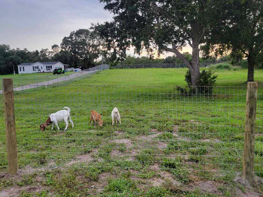 Farm Fence Contractor - Wimauma, Florida